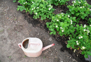 Arrosage des fraises pendant la floraison