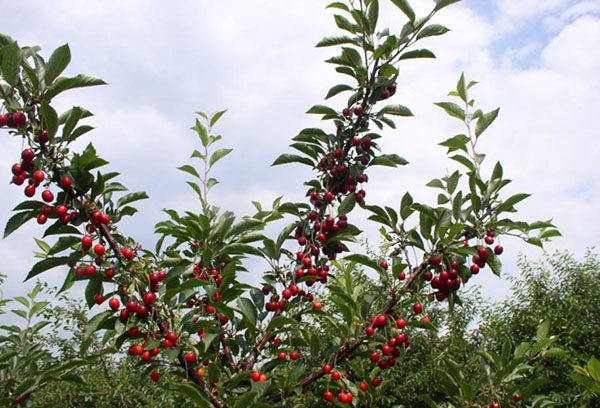 La fructification des cerises