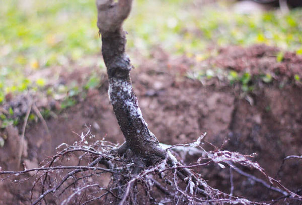 Plantera körsbär med ett öppet rotsystem