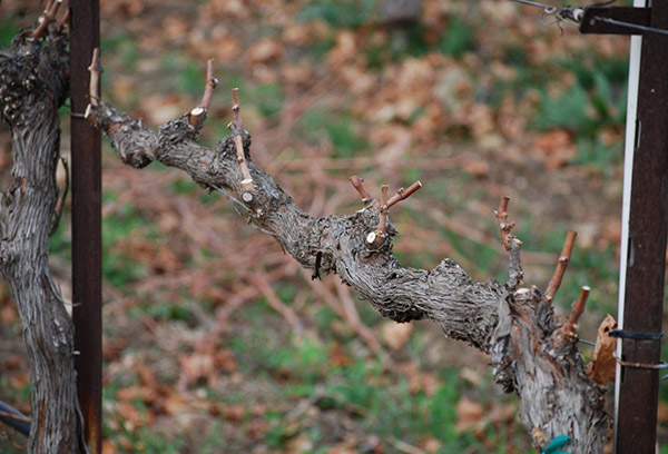 Vieille vigne après la taille