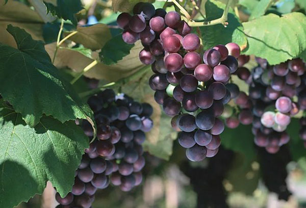 Raisins en fruits