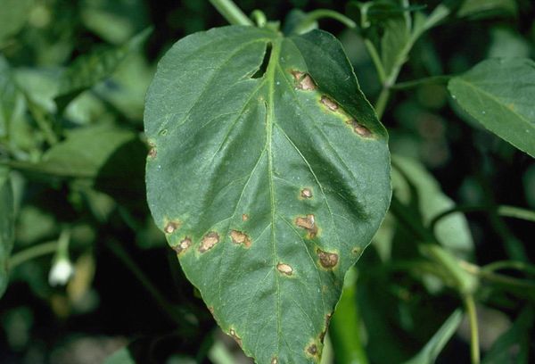 Comment identifier et guérir les maladies des semis de poivre