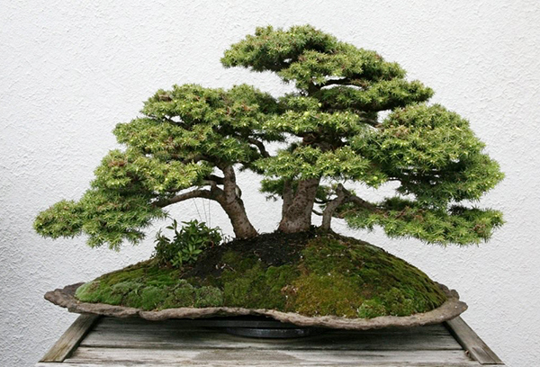 Un bonsai