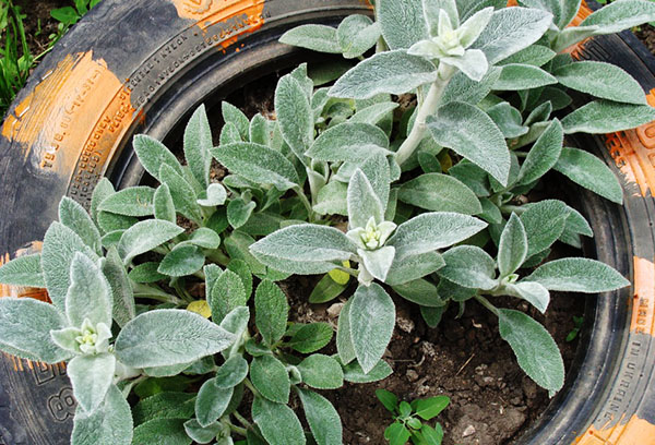 Écume laineuse dans un parterre de fleurs fait maison