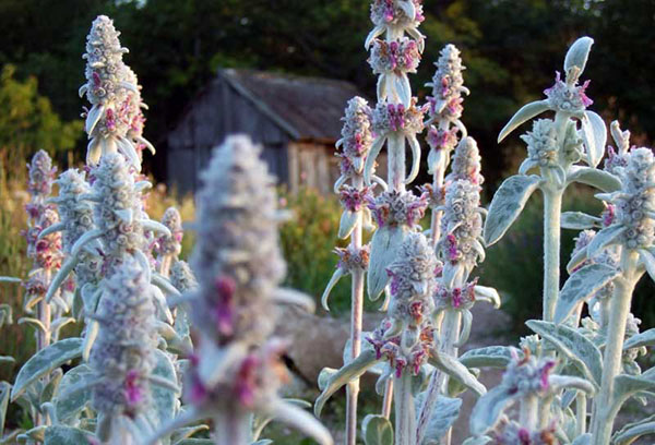 Floraison de stachis