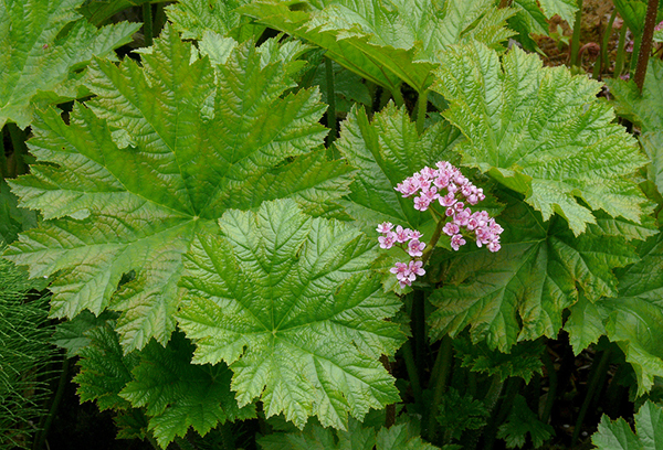 La floraison de la thyroïde darmer