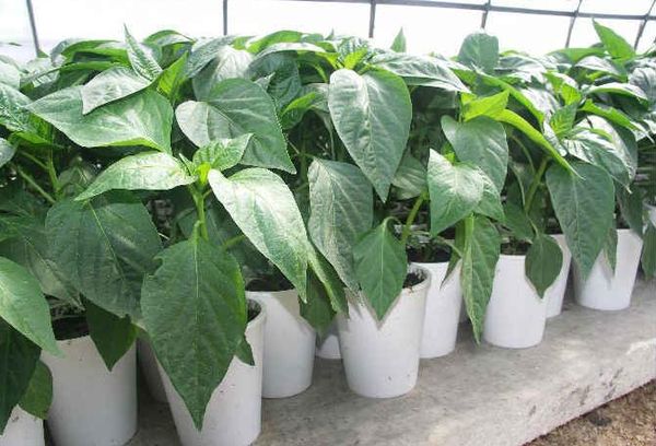 Piments forts en pots