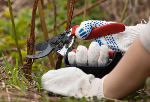 Retirer les vieilles pousses de framboises