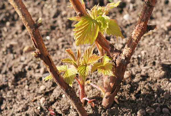 Racine de framboise