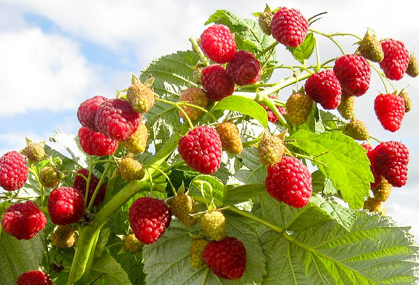 Framboises au soleil