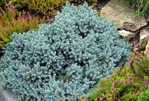 Étoile bleue de genévrier