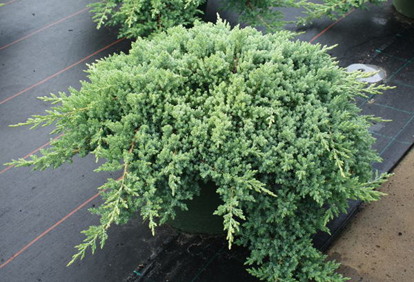 Juniper Nana