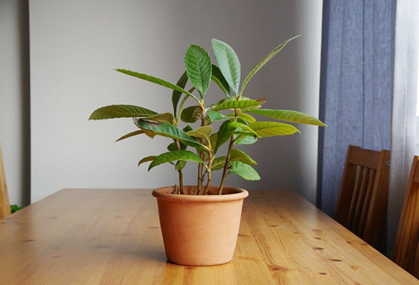 Néflier à la maison dans un pot