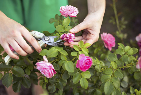 Taille des roses d'été