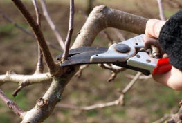 Taille d'un arbre fruitier