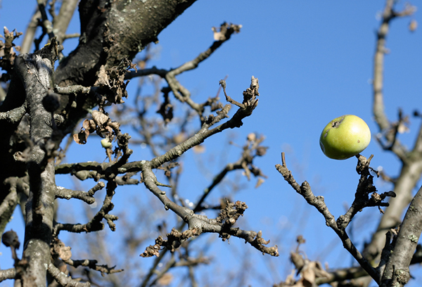 Pommier en automne