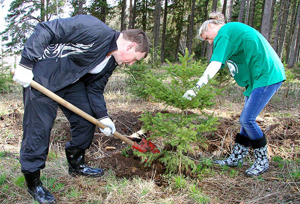 Plantation de sapin