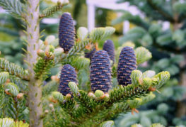 Sapin au printemps