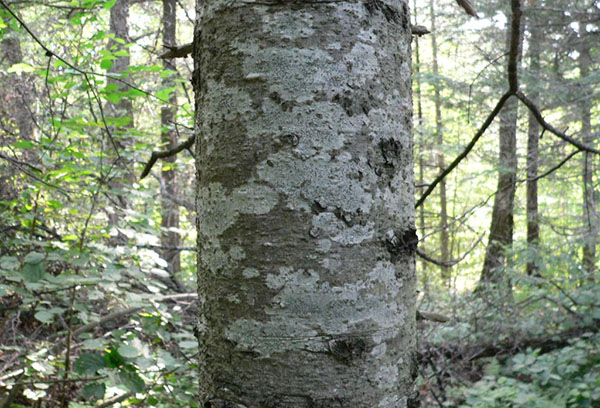 Tronc de sapin à écorce blanche (écailles de boutons)