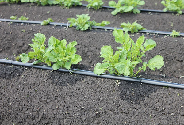 Système d'irrigation goutte à goutte pour pommes de terre