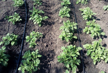 Irrigation goutte à goutte des lits de pommes de terre