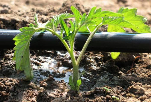 Irrigation goutte à goutte de la tomate