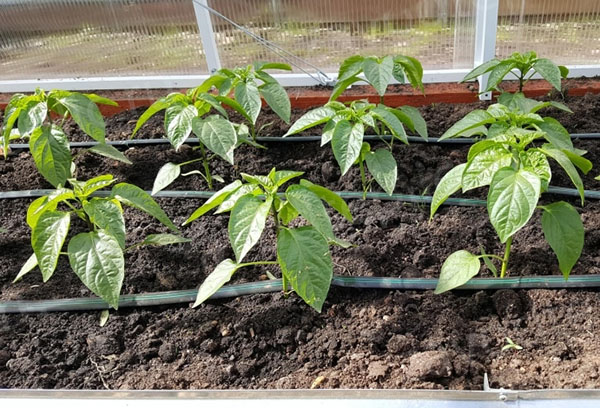 Irrigation goutte à goutte de poivrons dans une serre