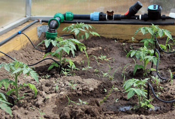 Arrosage automatique des tomates dans la serre