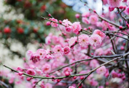 Fleur de Sakura