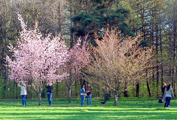 Différentes variétés de fleurs de cerisier dans le parc