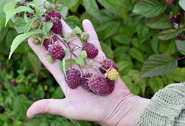 Fructification de framboises remontantes