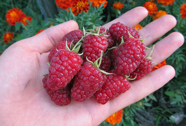 Framboises Remontantes