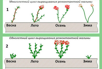 Méthodes de taille des framboises remontantes