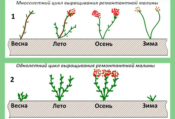 Методи за подрязване на ремонтантни малини