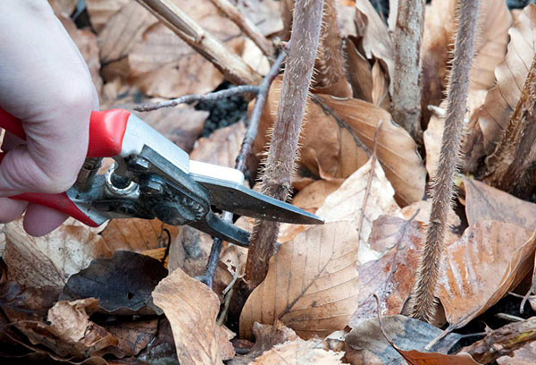 Taille des framboises en automne