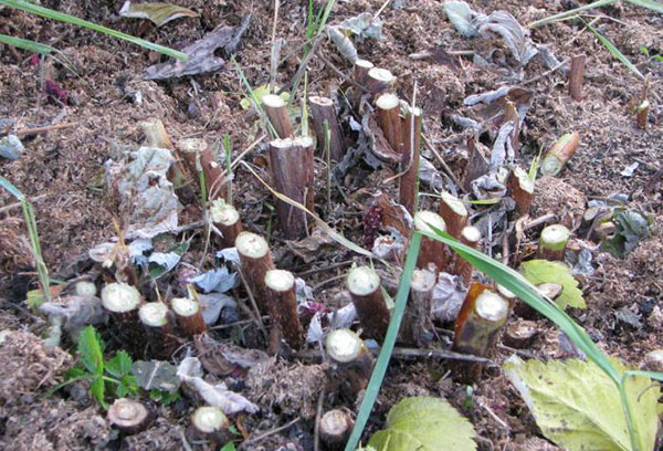 Taille des framboises pour l'hiver