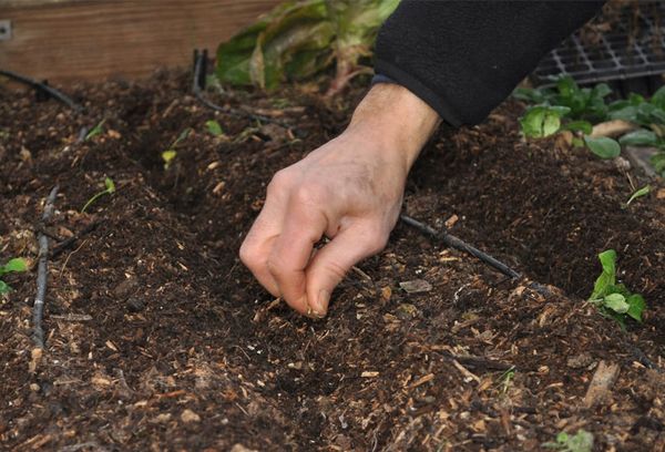 Planter des épinards