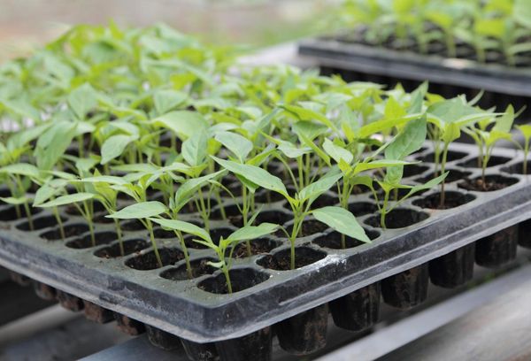 Boîte à plantes en plastique