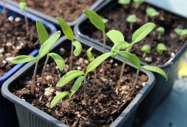 Boîte en plastique avec des plants