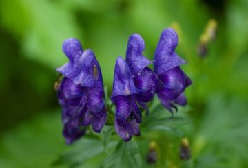 Aconite xoăn