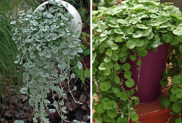 Feuilles de Dichondra