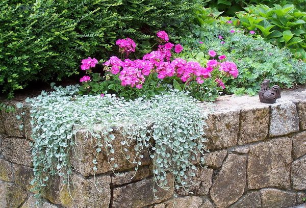 Fleurs de jardin rose