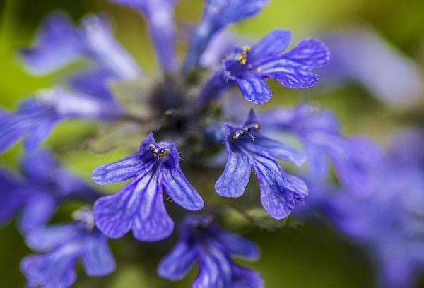 Fleurs lilas