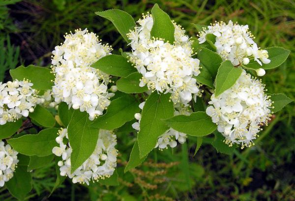 Deytsia Hoa nhỏ (Amur)