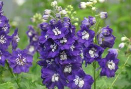 Fleurs de delphinium