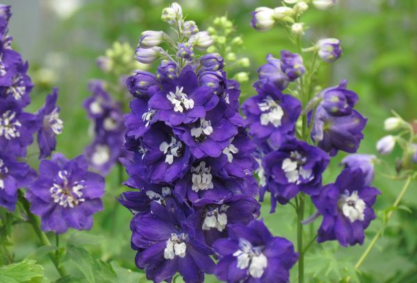 Fleurs de delphinium