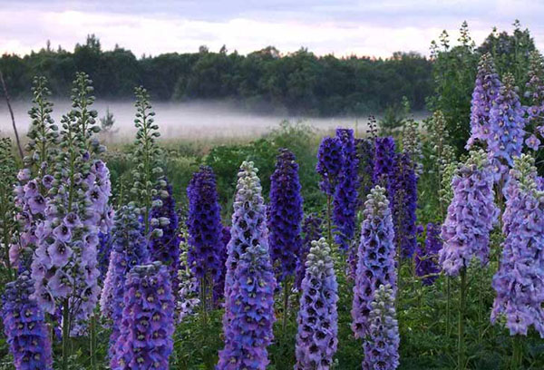 Delphinium