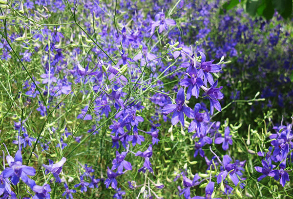 Delphinium champêtre