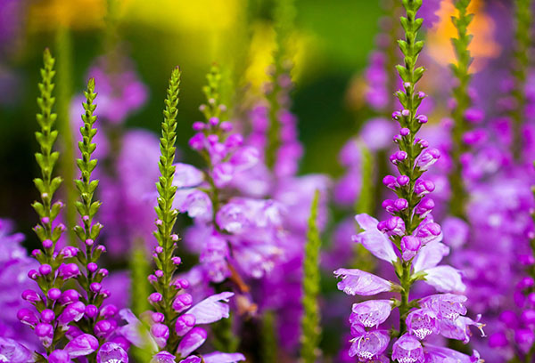 Delphinium vivace