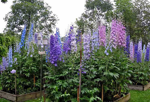 De plus en plus de delphiniums